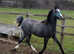 Welsh sec b yearling filly