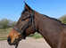 Very sensible RoR Eligible mare