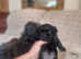 4 Imperial shih Tzu's