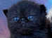 Beautiful Exotic Shorthair Kittens For Sale