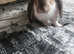 Beautiful boy rabbit for sale