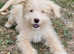 Shepadoodle Puppies *health tested parents*