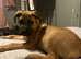 Boerboel