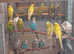 Exhibition size budgies.