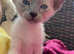 Siamese Kittens Pedigree GCCF registered