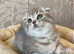 (2 LEFT) OUTSTANDING TICA ACTIVE KITTENS (READY NOW)