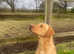 Norfolk Labrador puppies