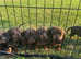 Dachshund puppies for sale