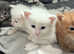 British Maine Coons kittens for sale