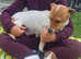 Jack russell puppies