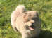 Stunning rare exotic mini chow chow puppies for sale