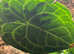 Gecko