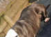 American bully micro height