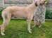 Deerhound x greyhound (longdog)