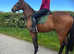Stunning 16.2hh 10 year old Bay gelding