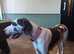 kc reg great dane bitch colour harli -quin .fully house trained. 2 and a half years old