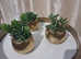 3 golden planters with artificial plants
