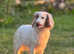 Maggie 11 months old cocker spaniel girl