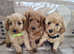 Cockapoo puppies