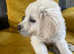 Beautiful Golden Retriever Puppy
