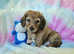 Long haired mini dachshund READY NOW