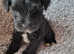 Stunning littler Miniature Schnauzer
