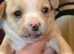 Beautiful Chihuahua X Puppies