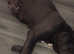 Blue Cane Corso Puppies For Sale