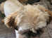 8 MONTH OLD SHIH TZU FOR SALE