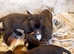 Lurcher pups