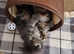 Gorgeous maine coon kittens *1 LEFT*