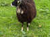 Shetland ram and soay ewe