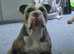 Lilac tri English Bulldog ( storm )