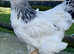 Brahma point of lay pullets