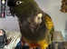 Patagonian Conure