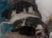 Mixed kitten litter white 1 not available