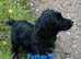 Last black boy available Cocker spaniel pups for sale