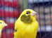 Yellow Canaries,22