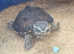 Baby Musk & River Cooter Turtles Available