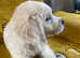 Beautiful Golden Retriever Puppy