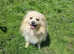 Pomeranian puppies