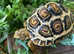 Leopard Tortoise Babies- Rare Colouring