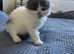 Scottish fold Tica kittens