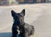Scottish Terrier pup for sale