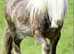 2yo Silver Bay Cob Gelding