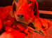 KC Reg Hungarian Vizsla pups Health tested Parents