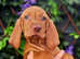 Kc wirehaired vizsla puppies