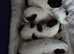 4 Biewer terrier pups