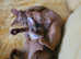 A pair of young cats-Male and Female for Sale