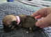 Chug puppies
